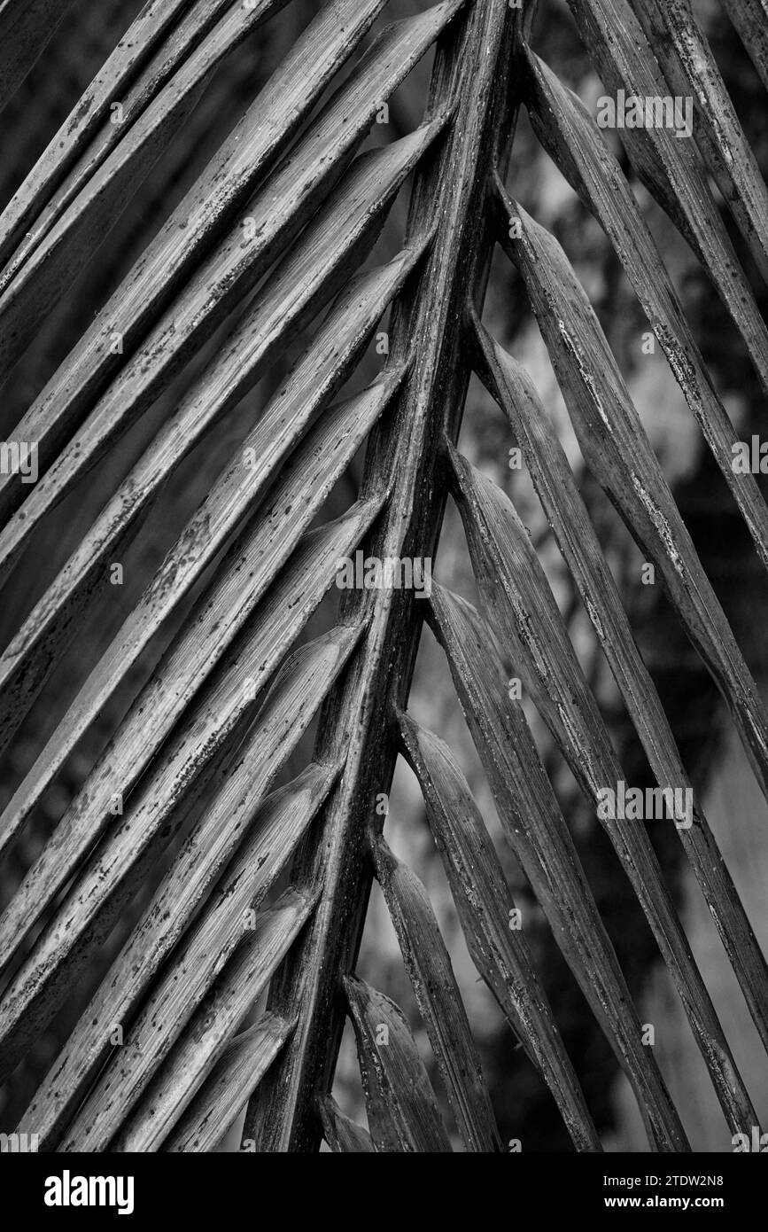Black and white palm tree leaves Stock Photo
