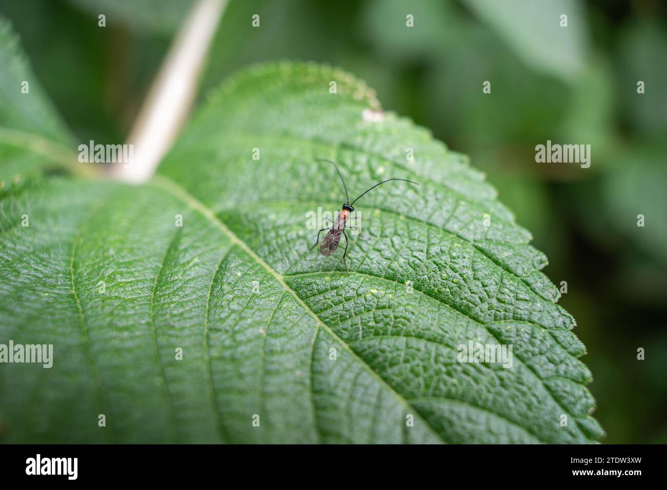 photo of atomacera decepta on a leaf Stock Photo