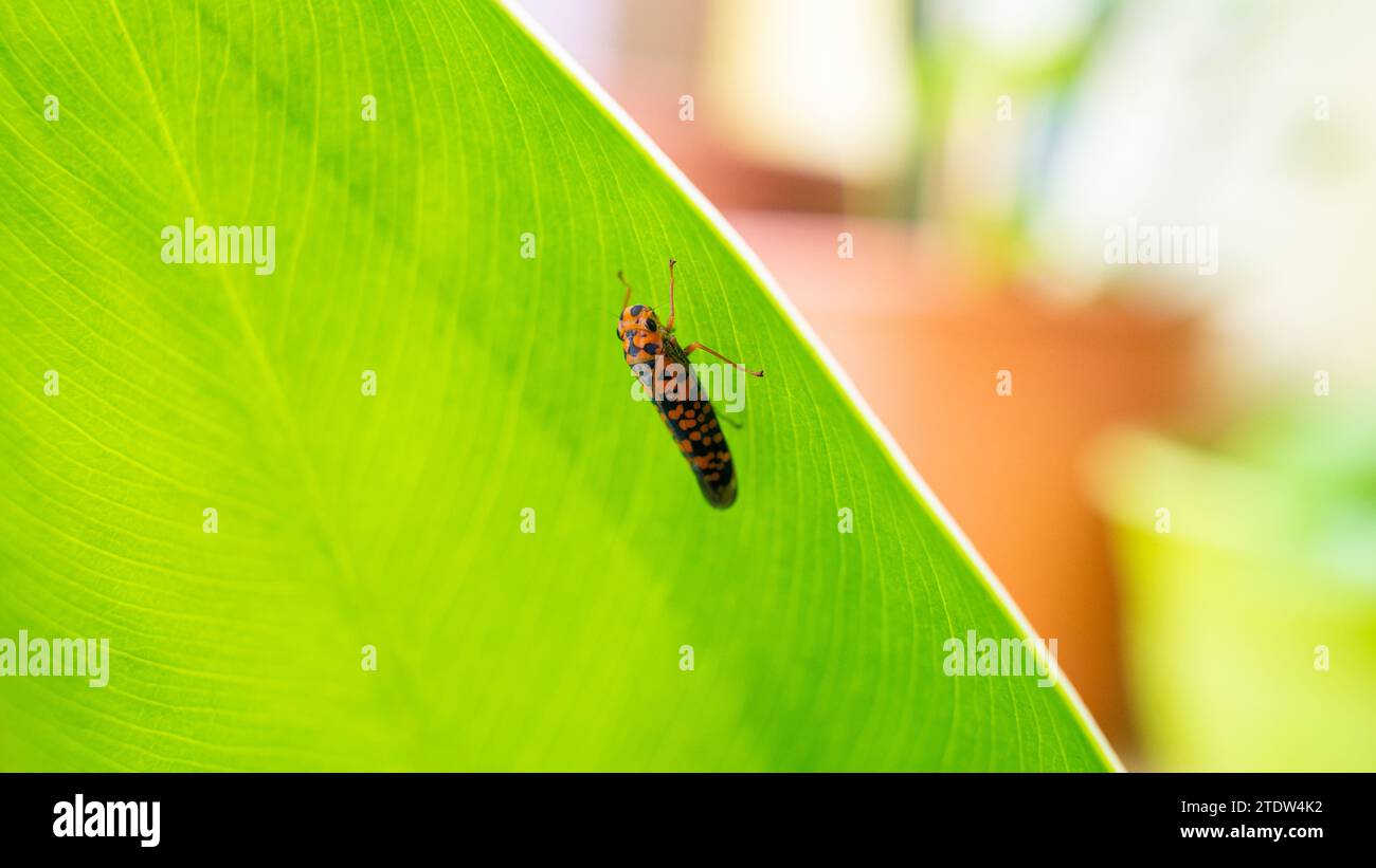 photo of oncometopia orbona on the underside of a leaf Stock Photo