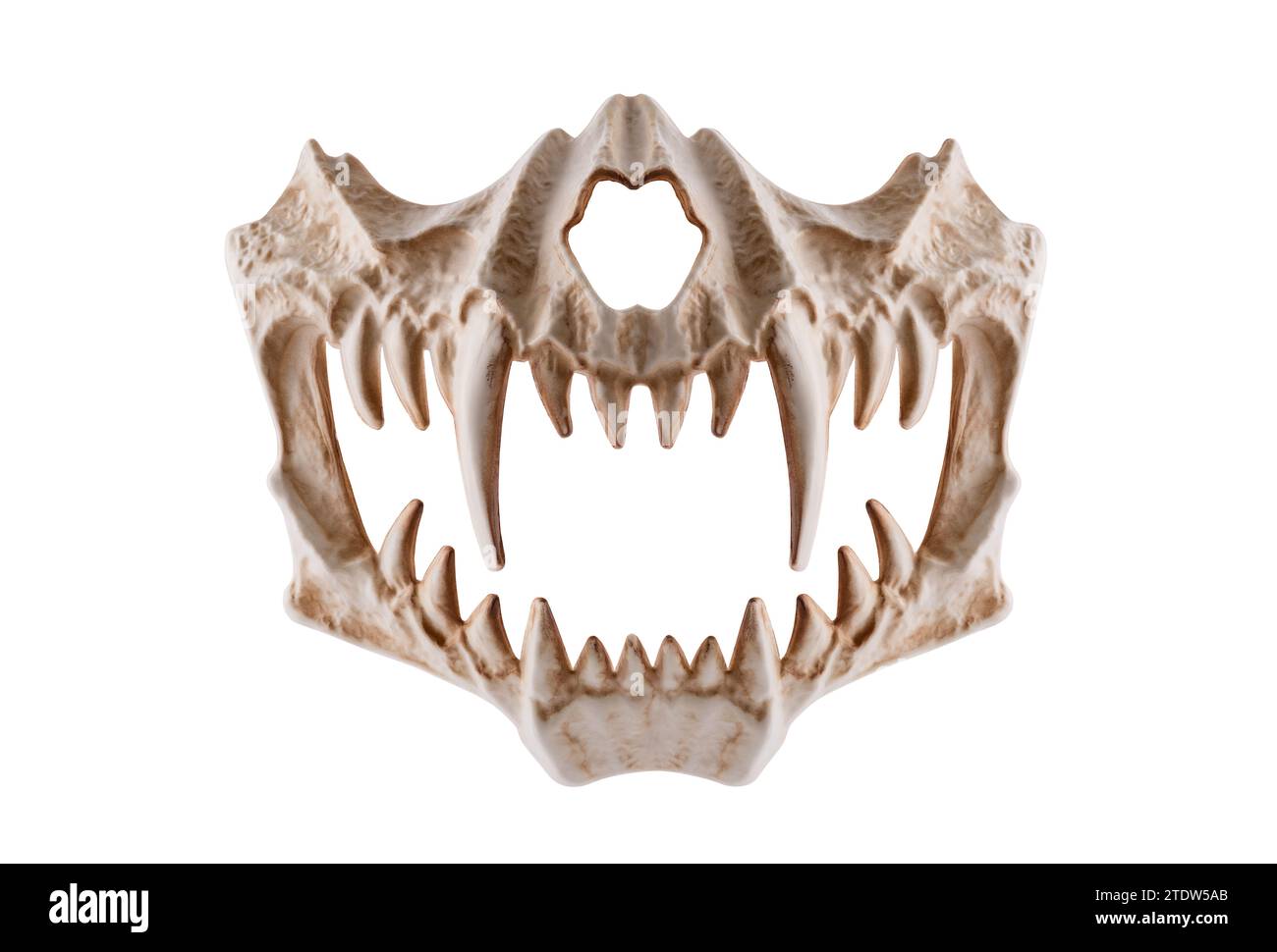 Monster skull with fangs isolated on white background with clipping path Stock Photo