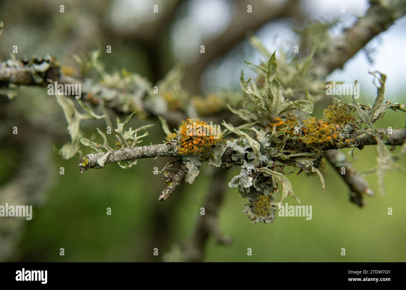different types of lichens on tree bark Stock Photo