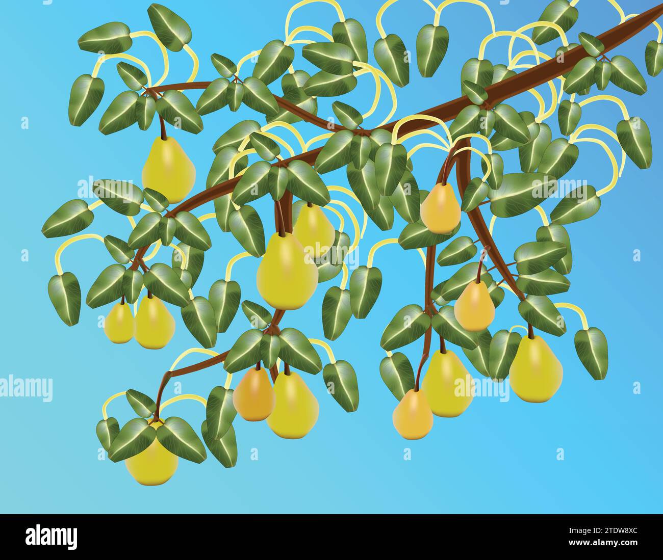 illustration set of pears Stock Vector Image & Art - Alamy