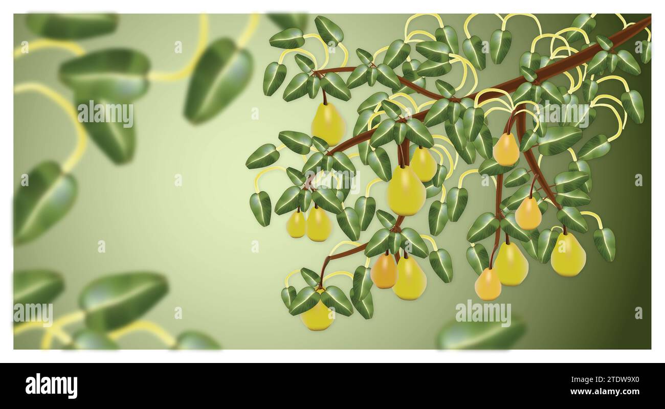 illustration set of pears Stock Vector Image & Art - Alamy