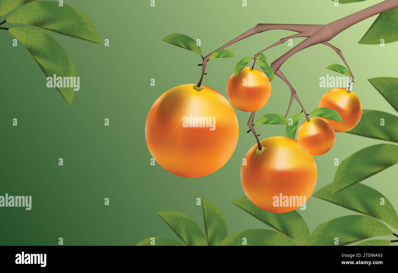 ILLUSTRATION GREEN BACKGROUND WITH TWO ORANGES Stock Vector