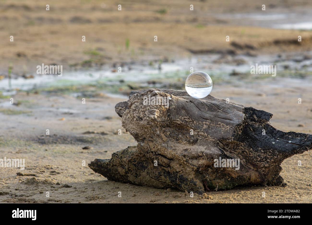 a lensball on a dead tree on the beach Stock Photo