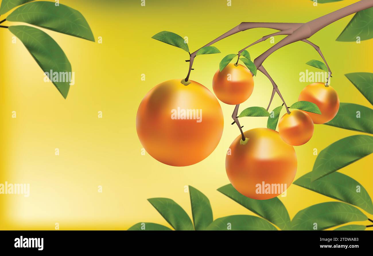 ILLUSTRATION GREEN BACKGROUND WITH TWO ORANGES Stock Vector
