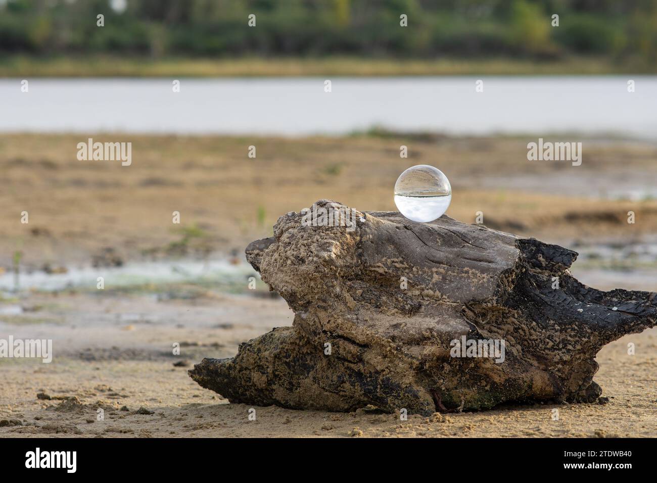 a lensball on a dead tree on the beach Stock Photo