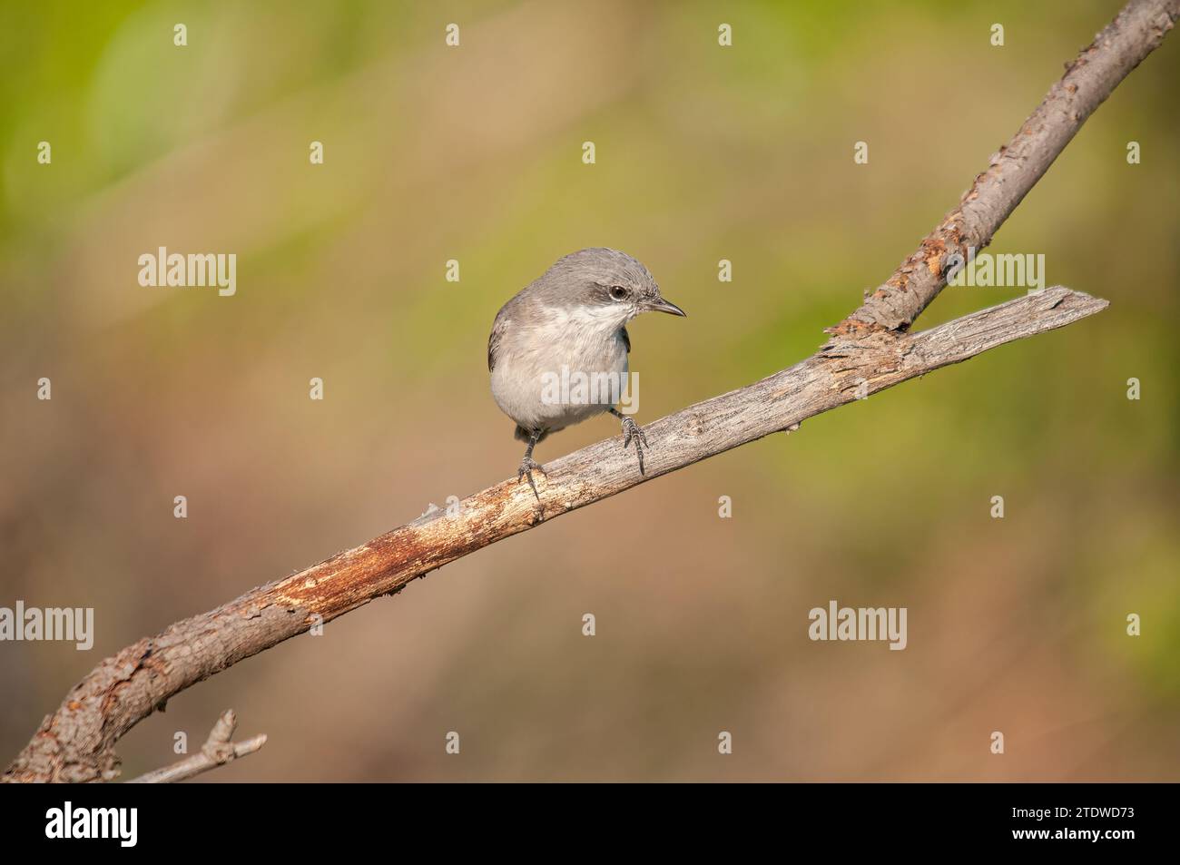Lesser Whitethroat, Sylvia curruca on a branch. Blurred background. Stock Photo