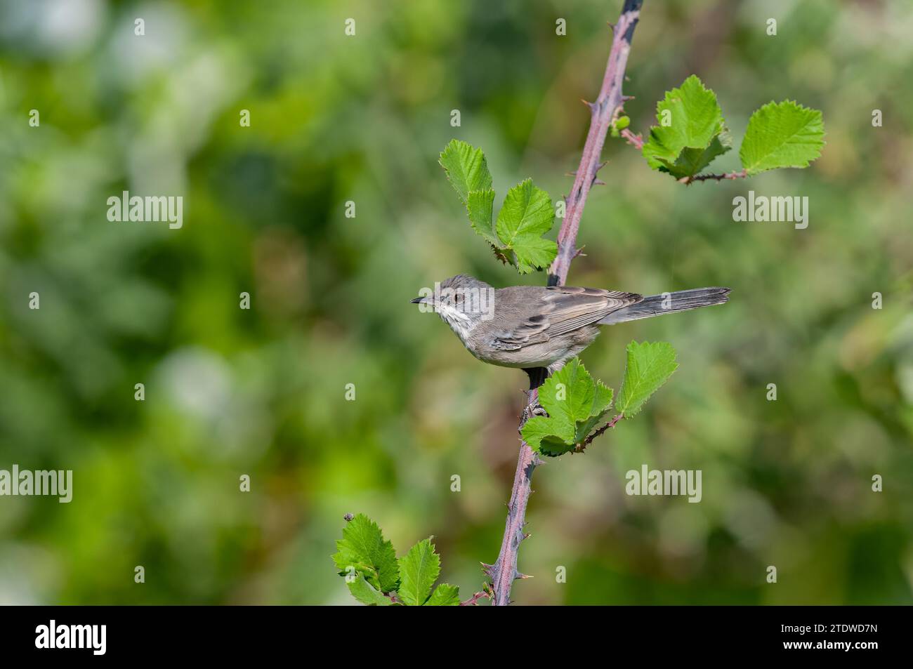 Lesser Whitethroat, Sylvia curruca on a blackberry branch. Blurred background. Stock Photo