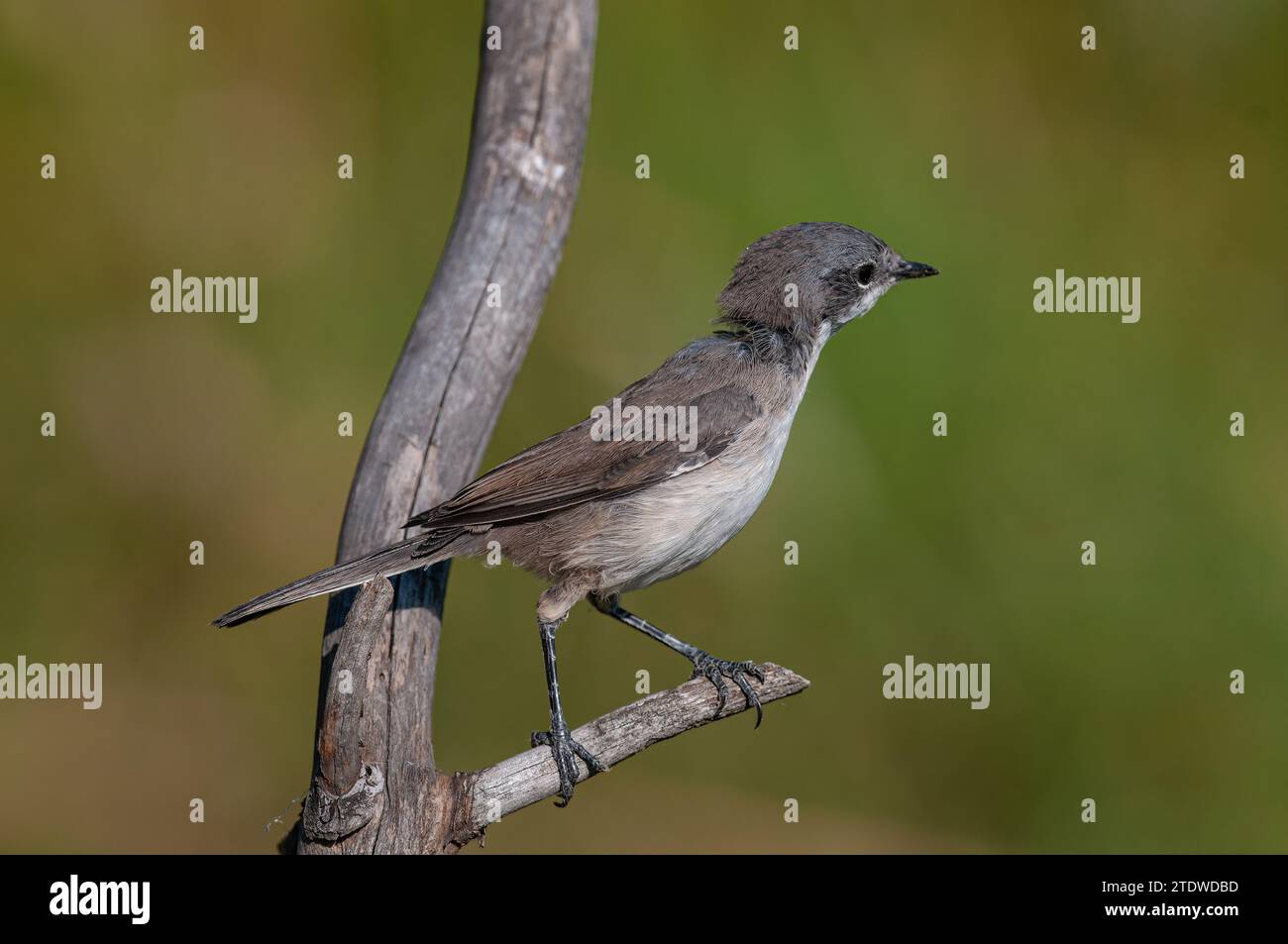 Lesser Whitethroat, Sylvia curruca on a branch. Blurred green background. Stock Photo