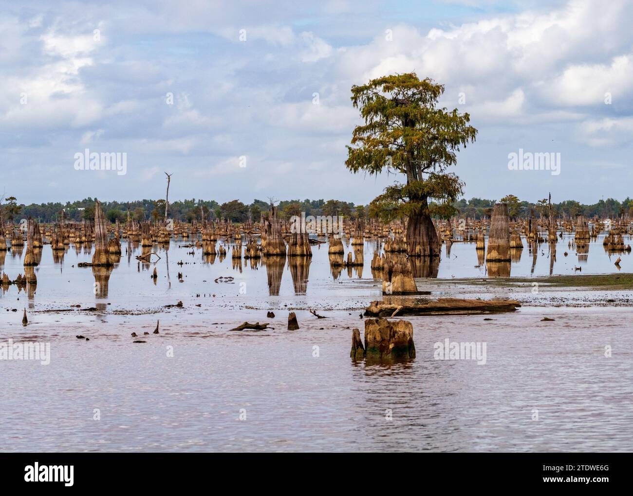 Stumps from felling of bald cypress trees in the past seen in calm