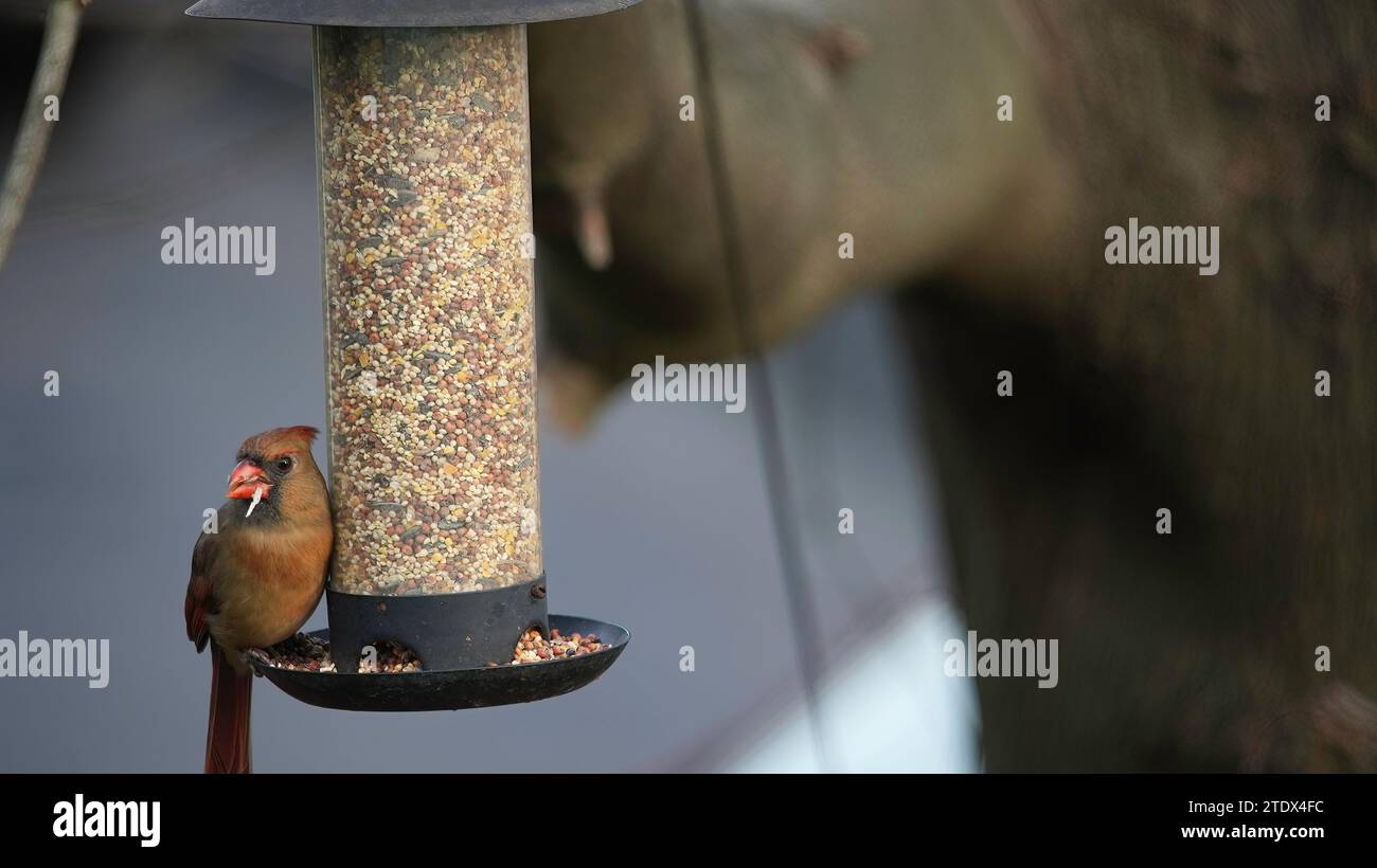 Cardinal female on bird feeder eating seed Stock Photo Alamy
