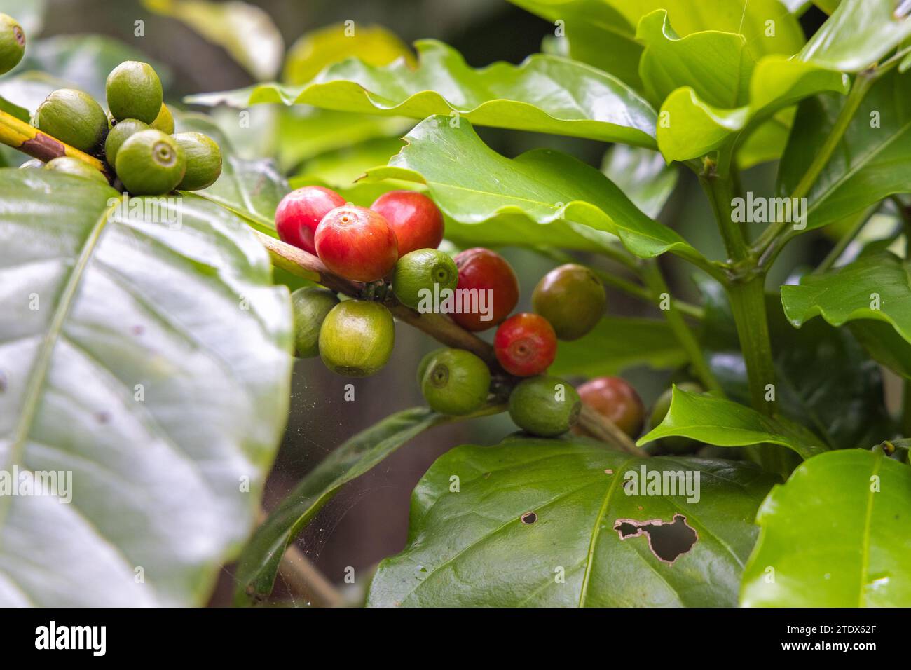 Coffee beans on a plant in Bali, Indonesia Stock Photo Alamy