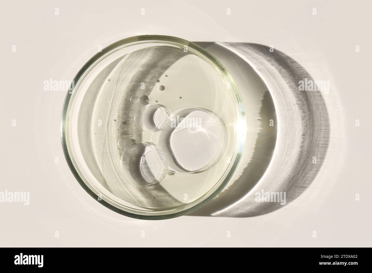 Petri dish with liquid sample on light background, top view Stock Photo ...