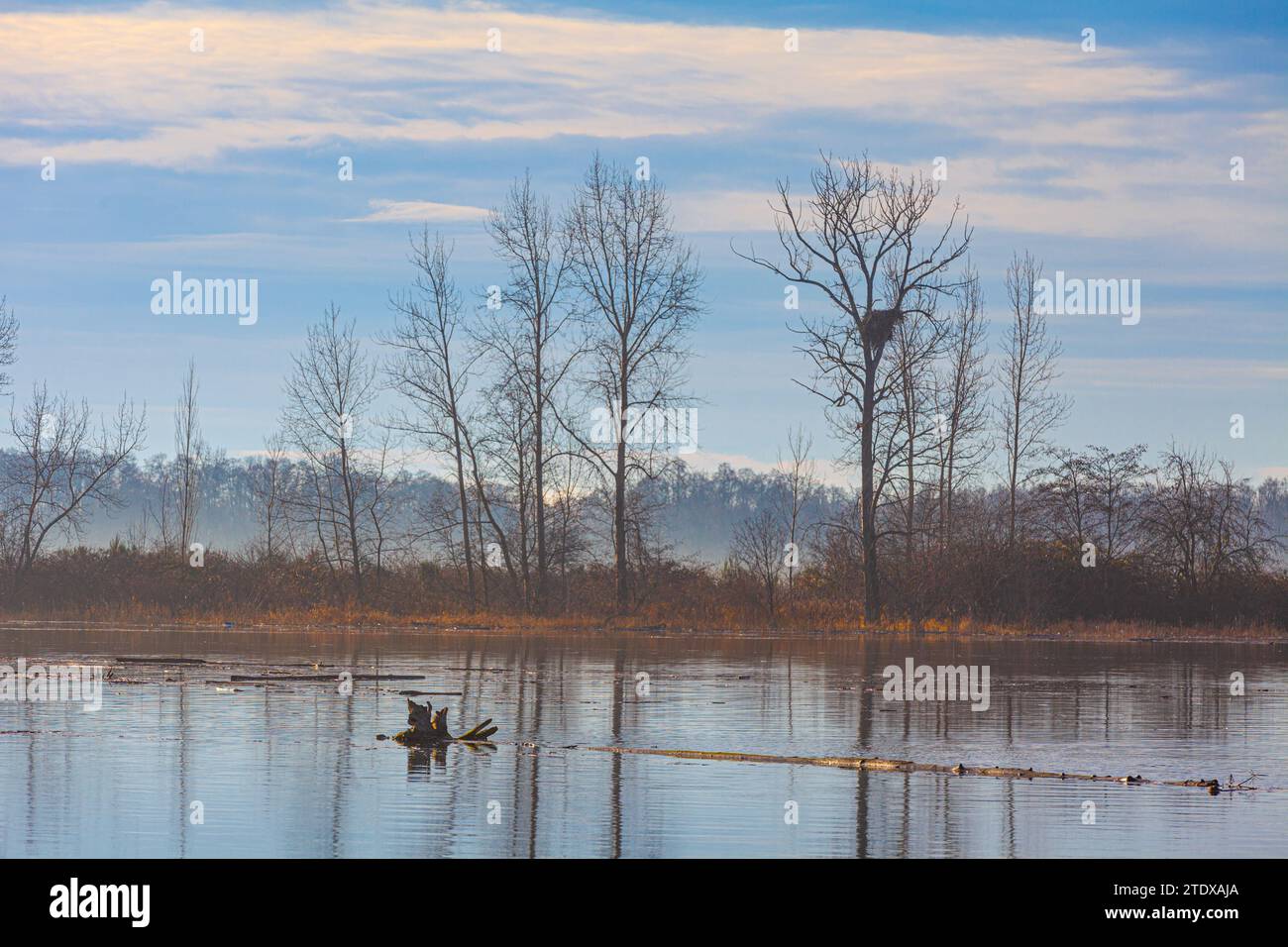 Driftwood and floating debris on a tidal estuary in Steveston British Columbia Canada Stock Photo