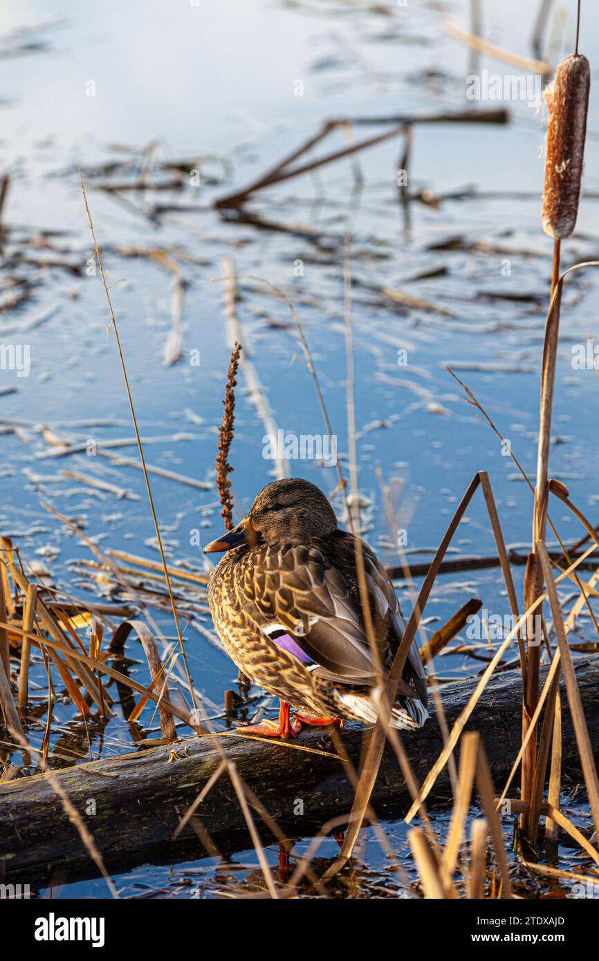 Female Mallard duck on the water's edge in Steveston British Columbia Canada Stock Photo