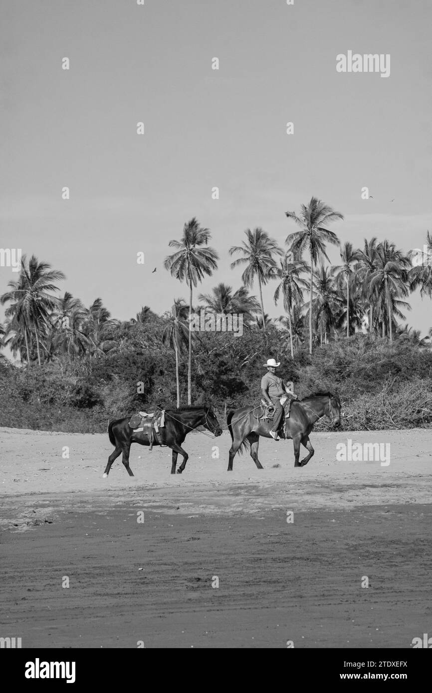 Equine serenity: Horses gracefully stroll along the tropical beach, their hooves imprinting the sandy canvas, framed by swaying palms. Stock Photo