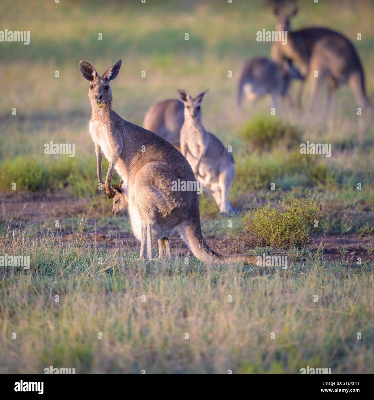 A dominant female or 'doe' and her joey stand in front of a large Eastern Grey mob of kangaroos feeding on grassland habitat assessing the risk. Stock Photo