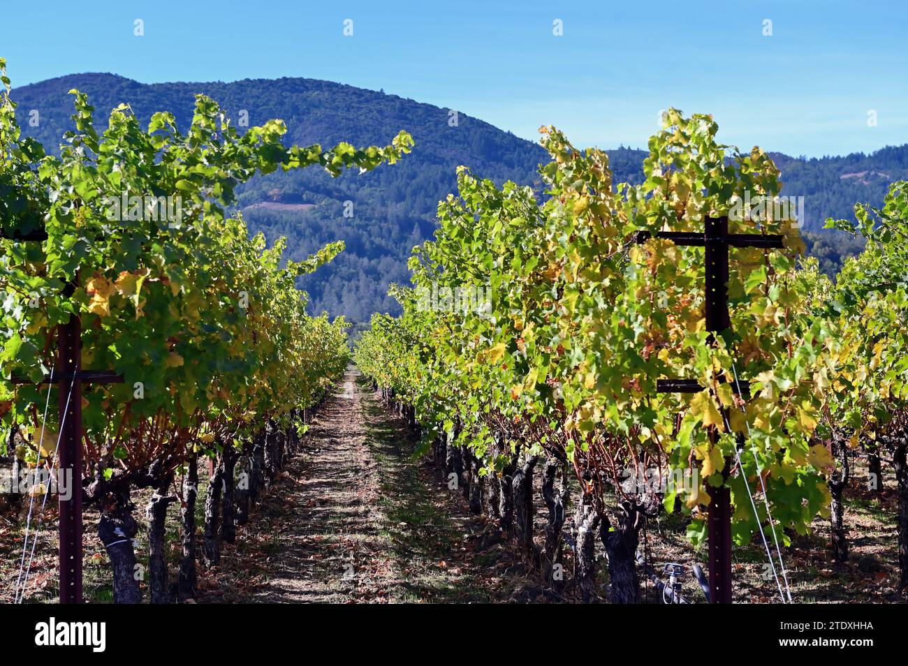 Rutherford, California, USA. Vines revealing the early tints of autumn fill the landscape in Napa Valley. Stock Photo