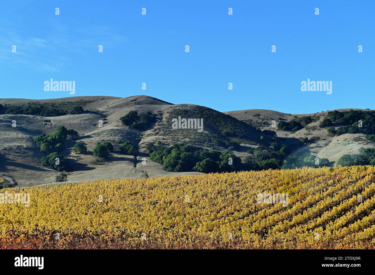 Sonoma, California, USA, Sun illuminates the hills and the autumn-tinted vines in vineyard fields in Sonoma County, Stock Photo