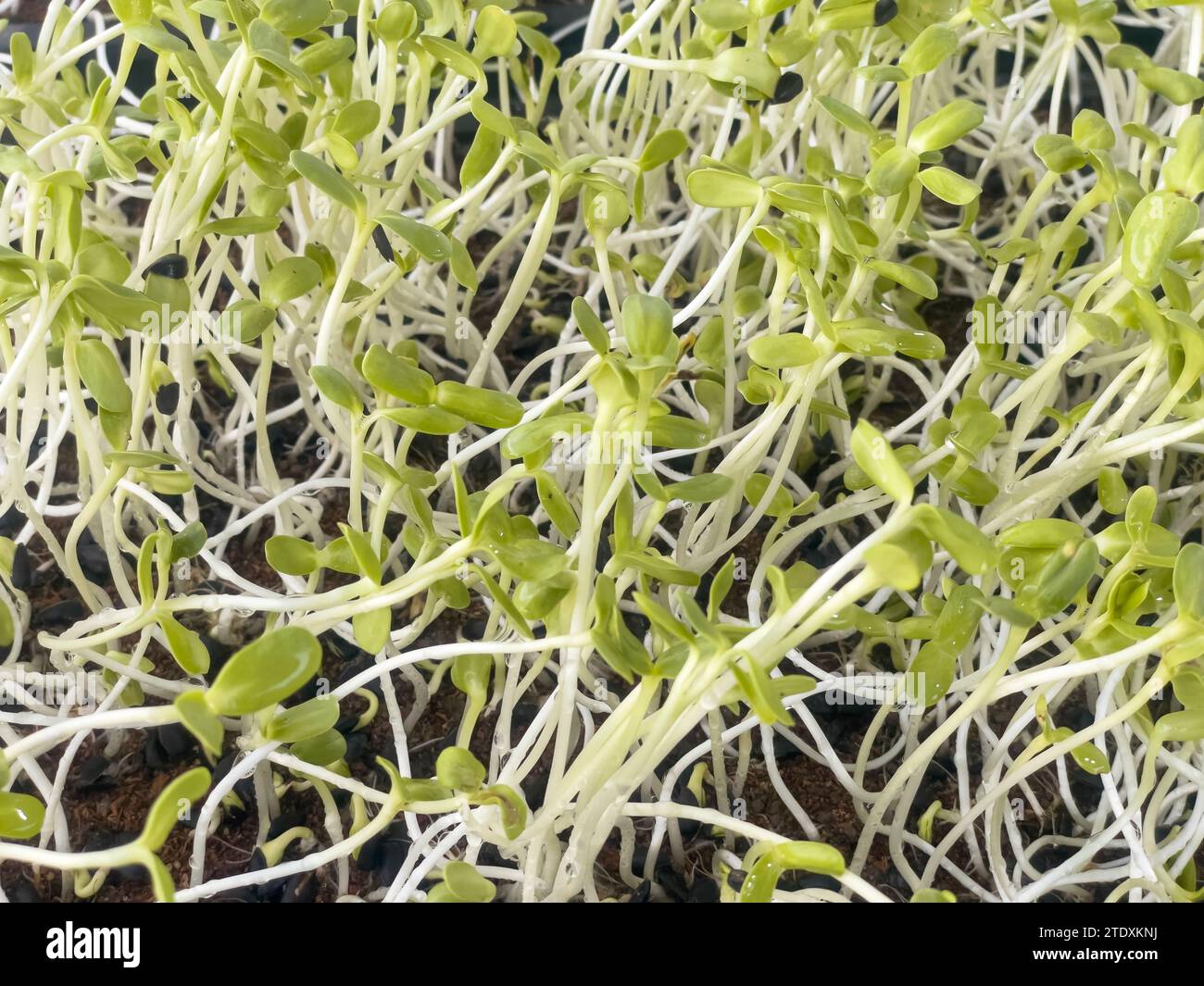 Green seedlings of sunflower group of green sprouts growth out from
