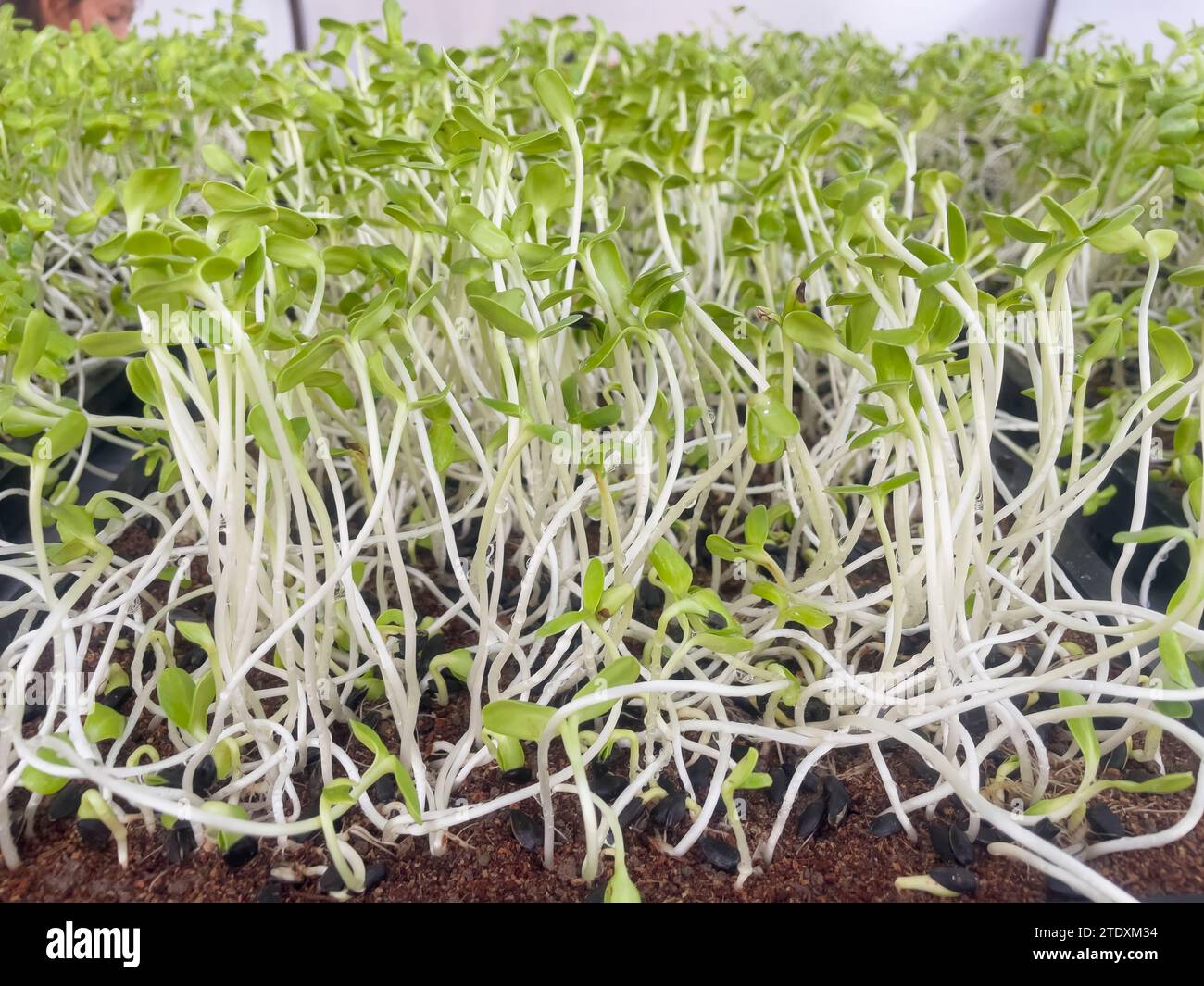 Green seedlings of sunflower group of green sprouts growth out from