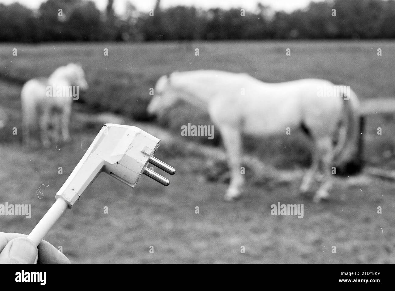 Electrocute horses, 17-05-1993, Whizgle News from the Past, Tailored for the Future. Explore historical narratives, Dutch The Netherlands agency image with a modern perspective, bridging the gap between yesterday's events and tomorrow's insights. A timeless journey shaping the stories that shape our future. Stock Photo