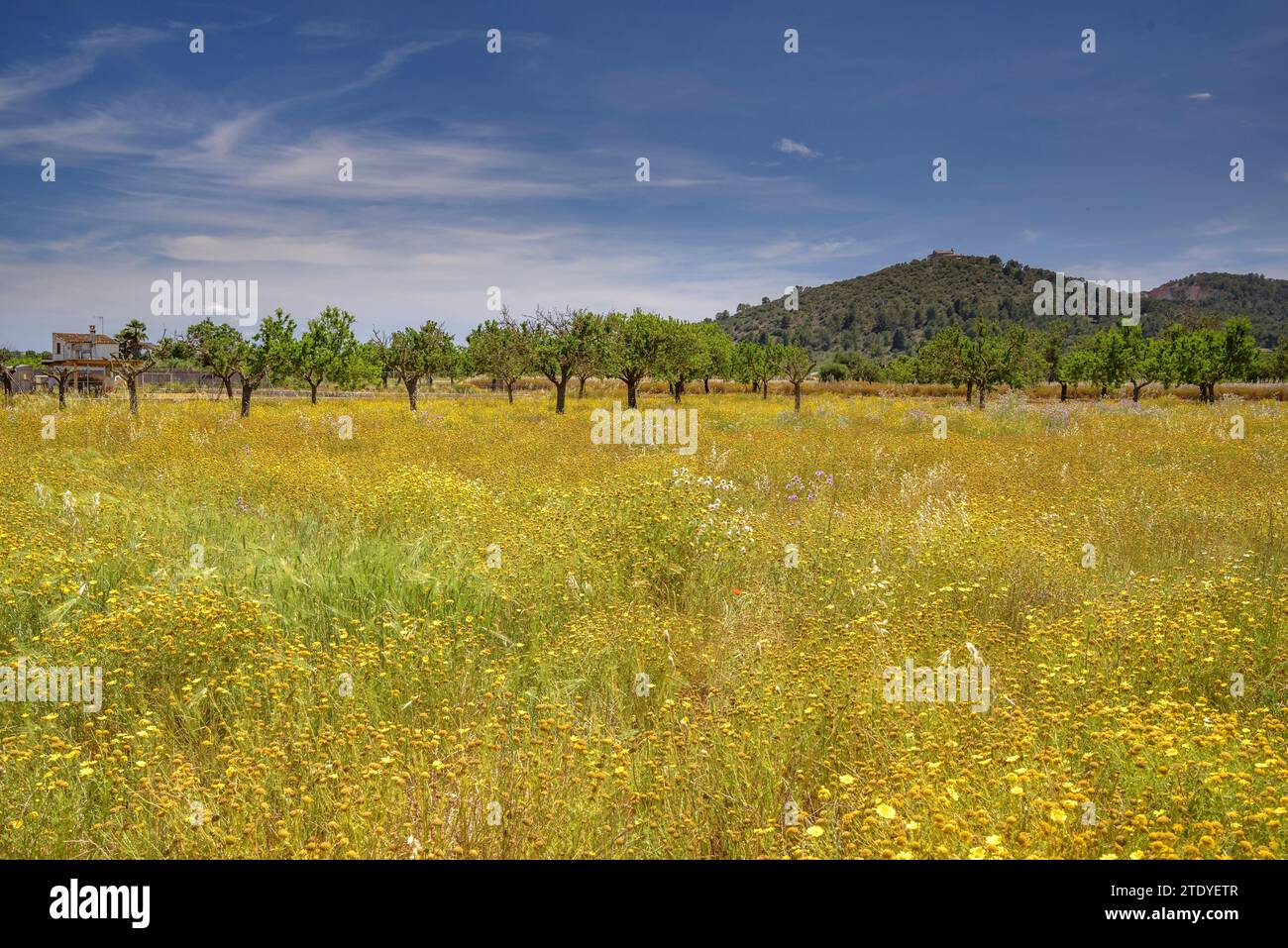 Cereal fields and rural farms with crops near Porreres (Mallorca