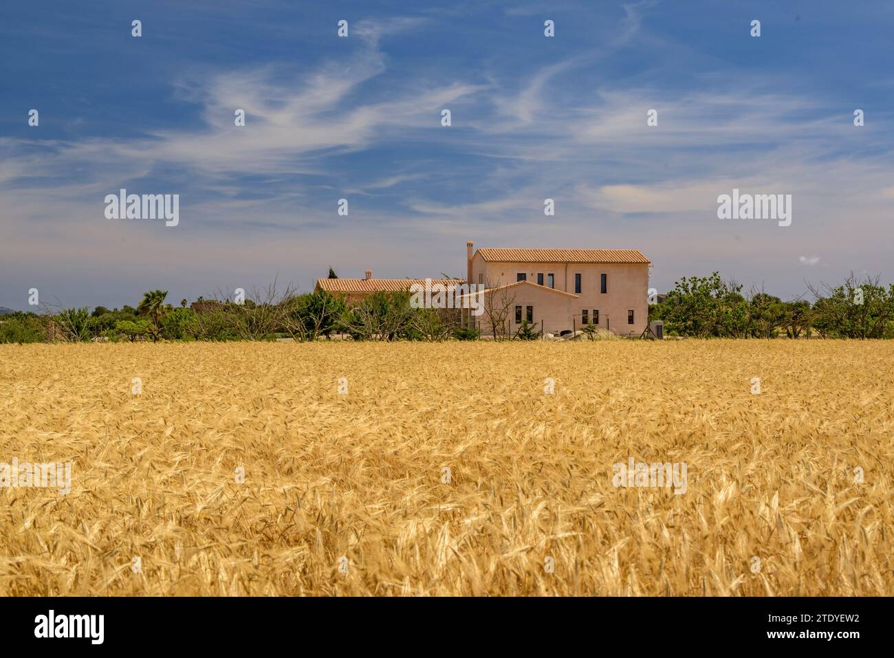 Cultivos cultivos cultivos hi-res stock photography and images - Alamy