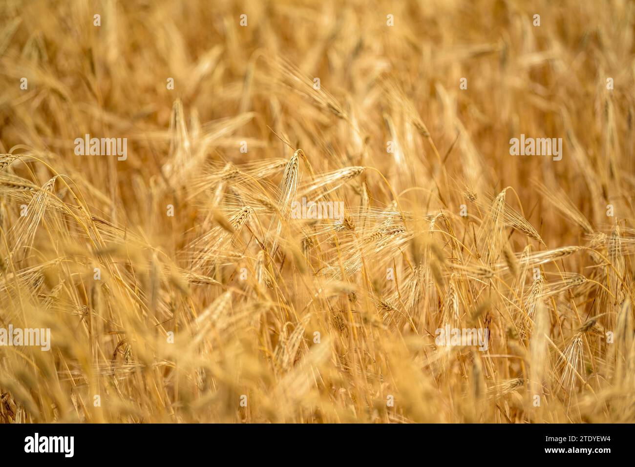 Cultivos de cultivos hi-res stock photography and images - Alamy