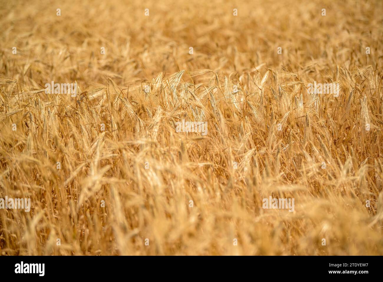 Cultivos de cultivos hi-res stock photography and images - Alamy