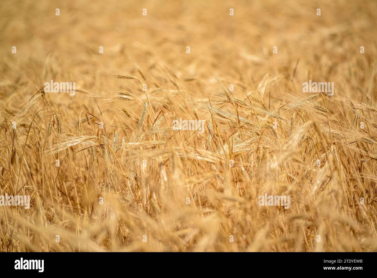 Cultivos de cultivos hi-res stock photography and images - Alamy