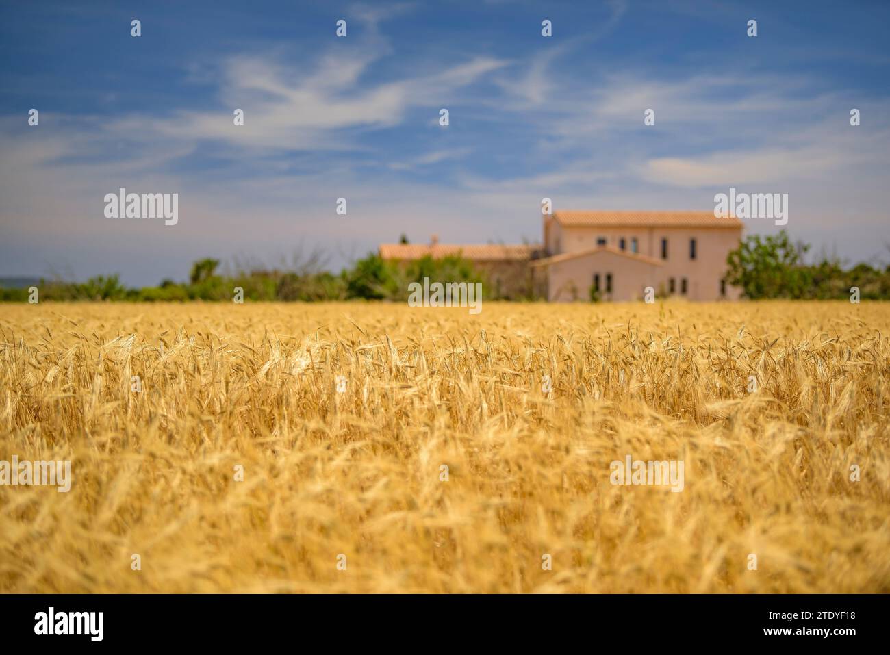 Cultivos cultivos cultivos hi-res stock photography and images - Alamy