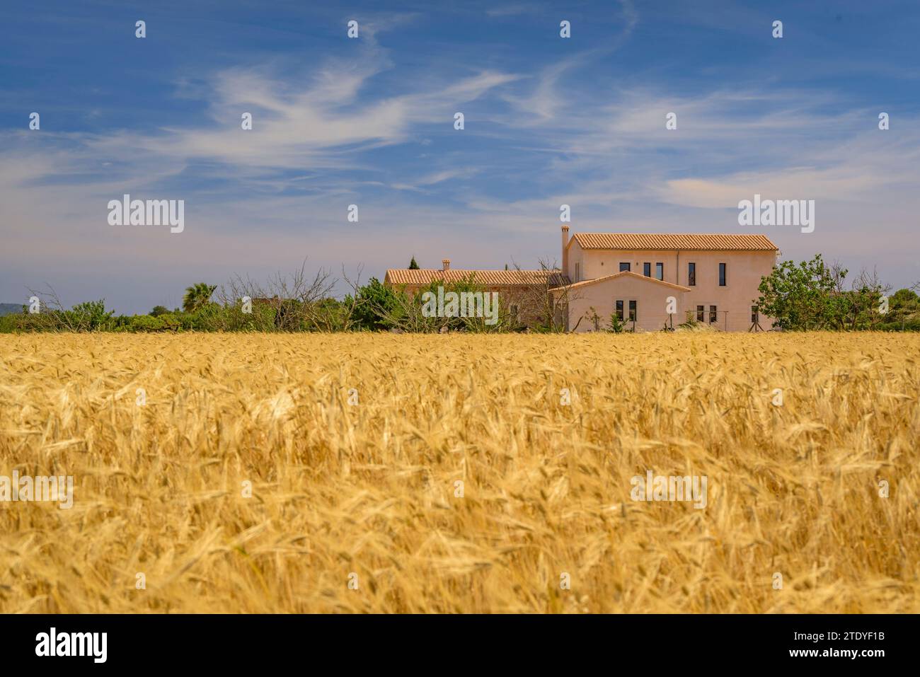 Cultivos cultivos cultivos hi-res stock photography and images - Alamy