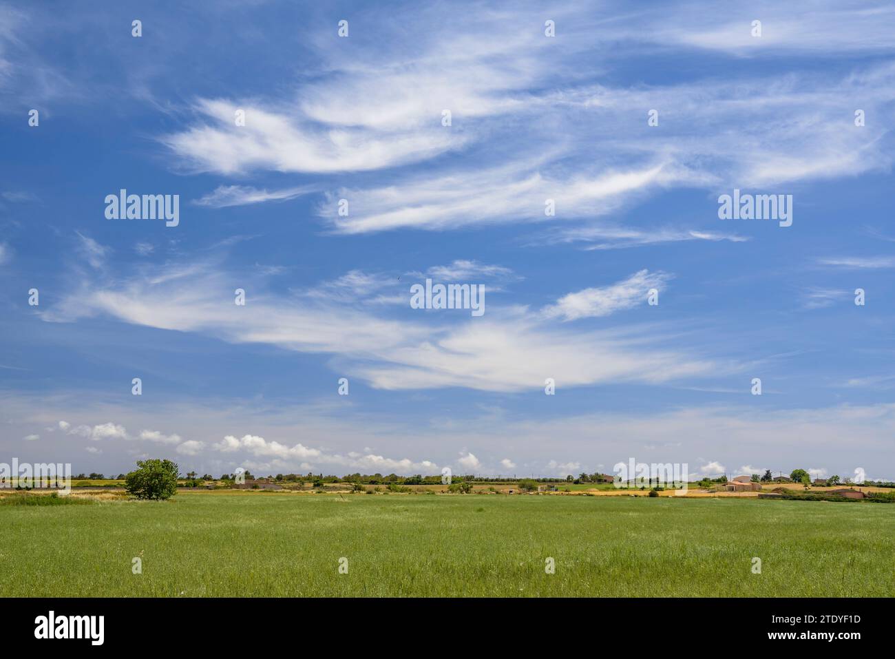 Cereal fields and rural farms with crops near Porreres (Mallorca