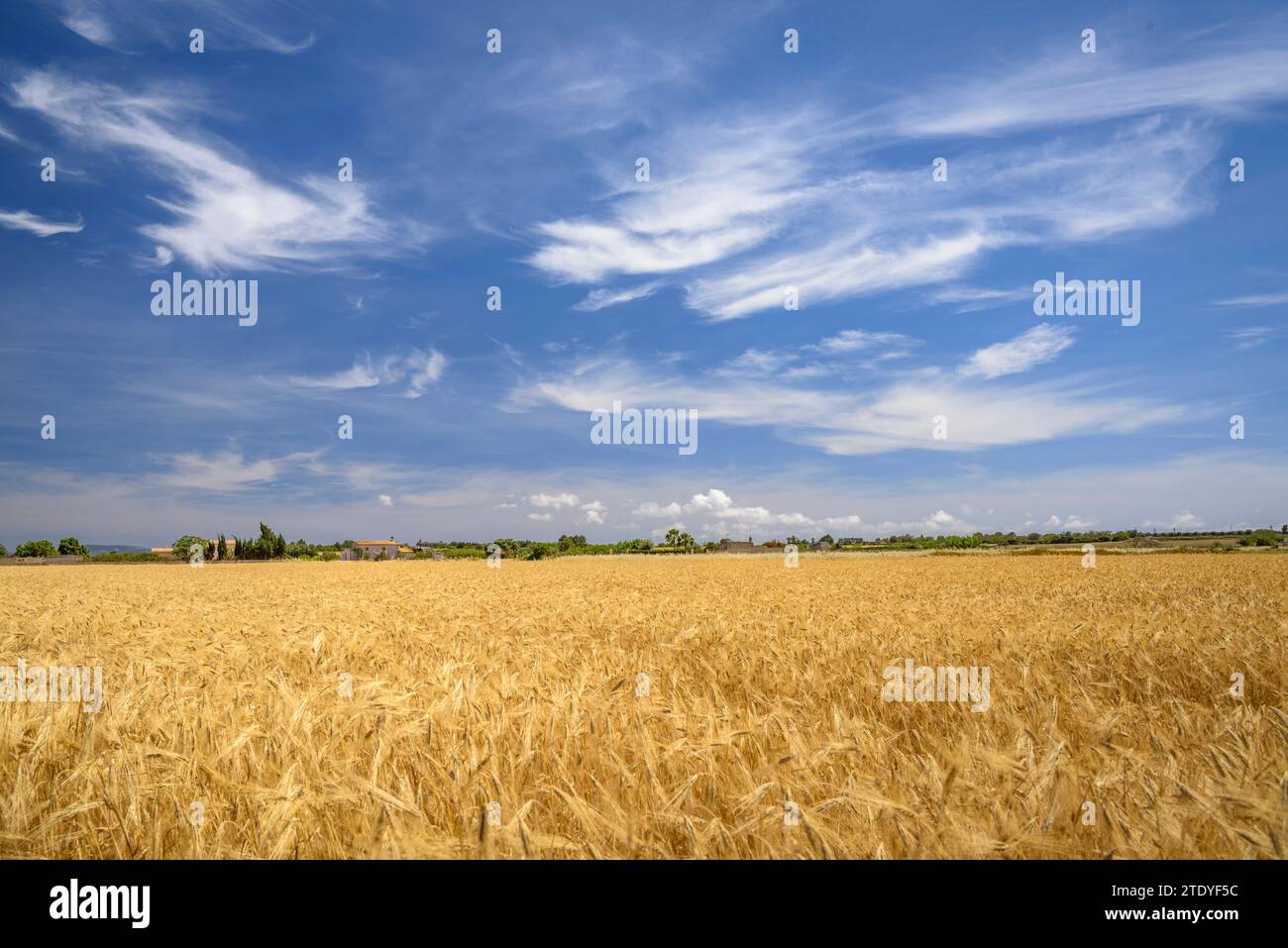 Cultivos cultivos cultivos hi-res stock photography and images - Alamy
