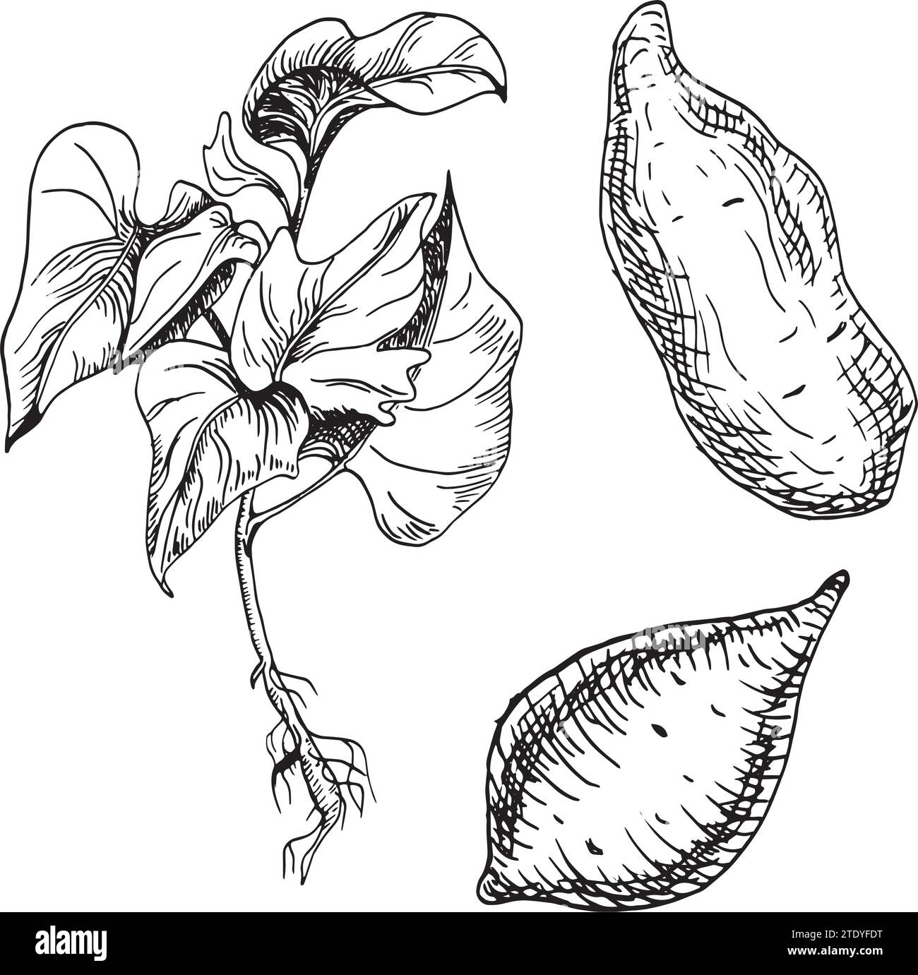 Sweet potatoes plant vector illustration isolated on white. Set with