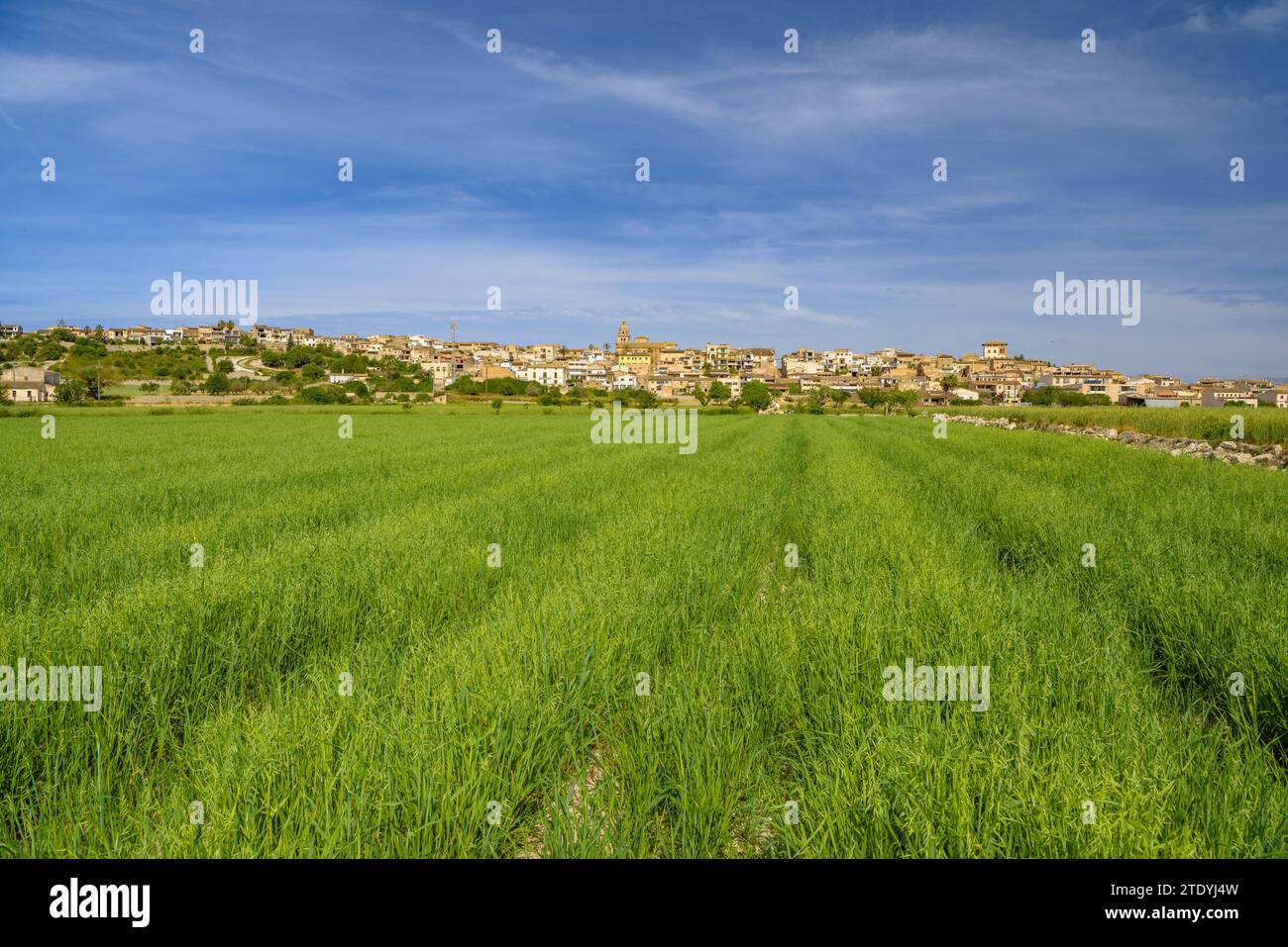 Montuïri village and cultivated fields near the village, green in spring (Mallorca, Balearic Islands, Spain) ESP: Pueblo de Montuïri y campos rurales Stock Photo