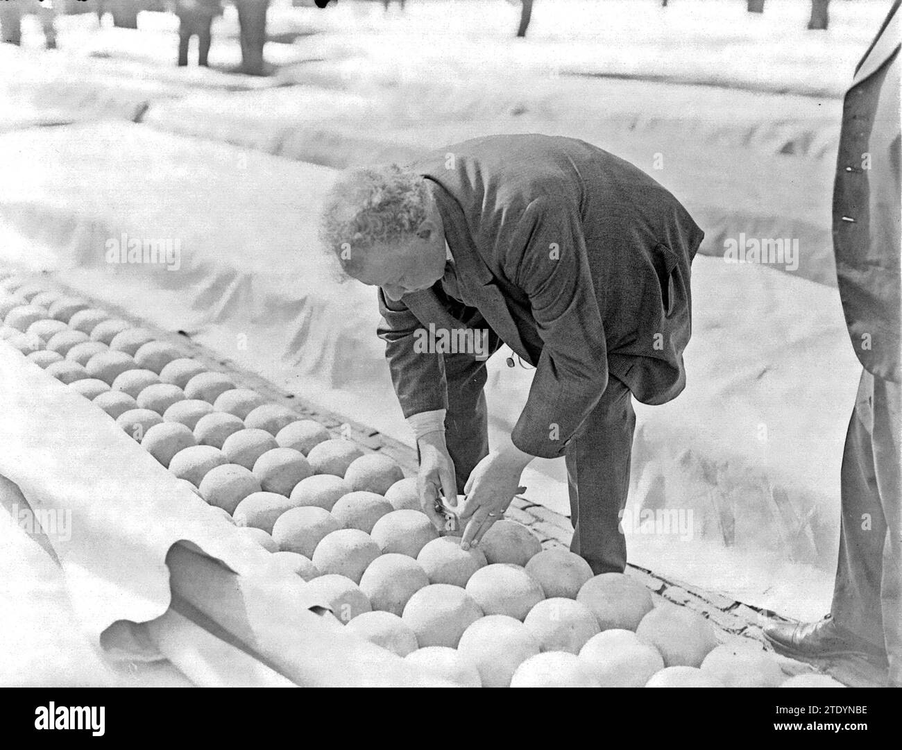 The cheese market in Alkmaar, man drills into cheese to taste ca.  1932 Stock Photo