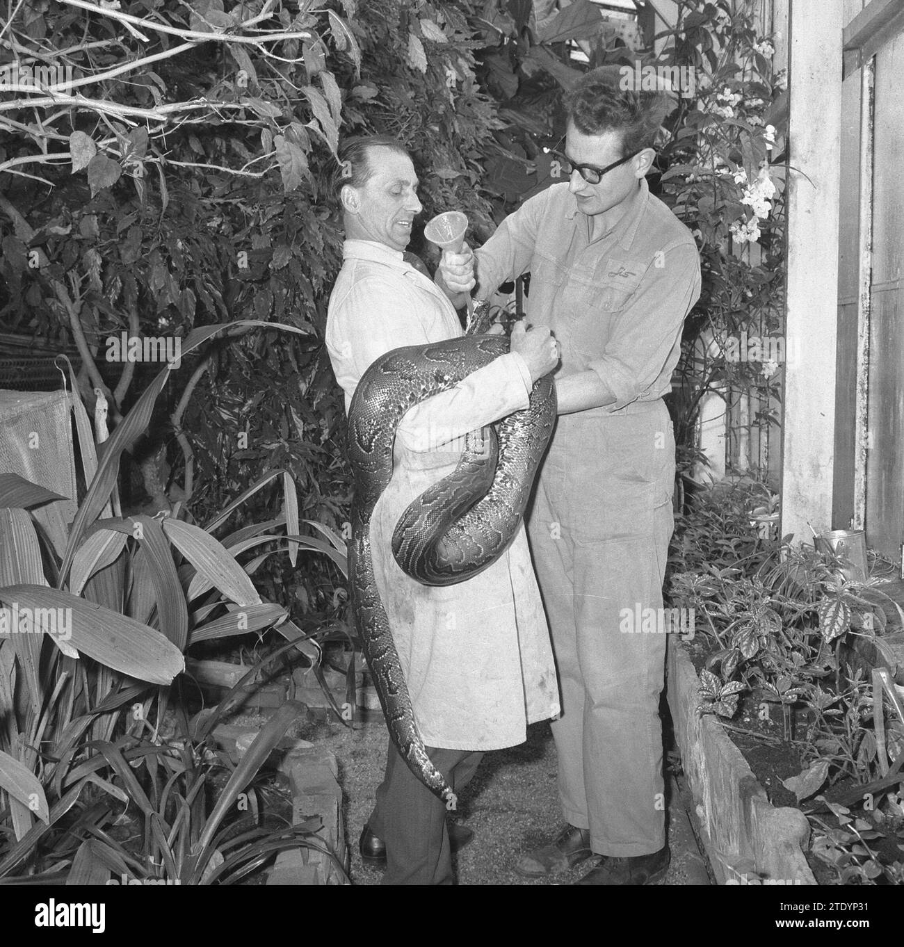 Very large snake being fed by a keeper at Artis zoo, a 20 kg python ca ...