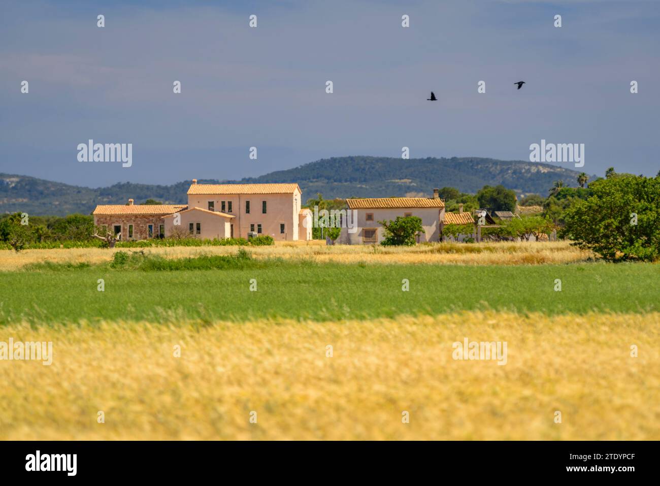 Campo con cultivos hi-res stock photography and images - Alamy