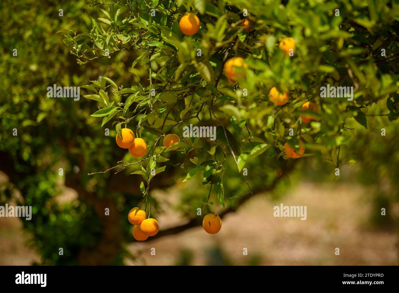 Oranges on a orange tree in a field near the village of Maria la Salut (Majorca, Balearic Islands, Spain) ESP: Naranjas en un naranjo de un campo Stock Photo