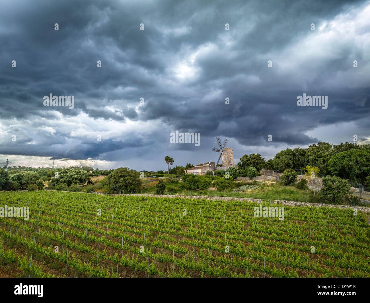 Vineyards behind the Molí d'en Blanc windmill, in Llubí, on a spring afternoon with storm clouds (Mallorca, Balearic Islands, Spain) Stock Photo