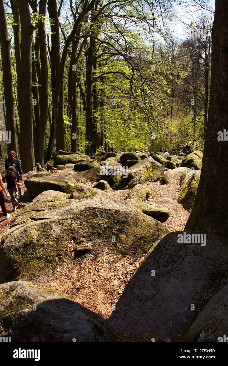 Lautertal, Germany - April 24, 2021:  Green leaves on tree branches hanging over large rocks on a hill at Felsenmeer on a spring day in Germany. Stock Photo