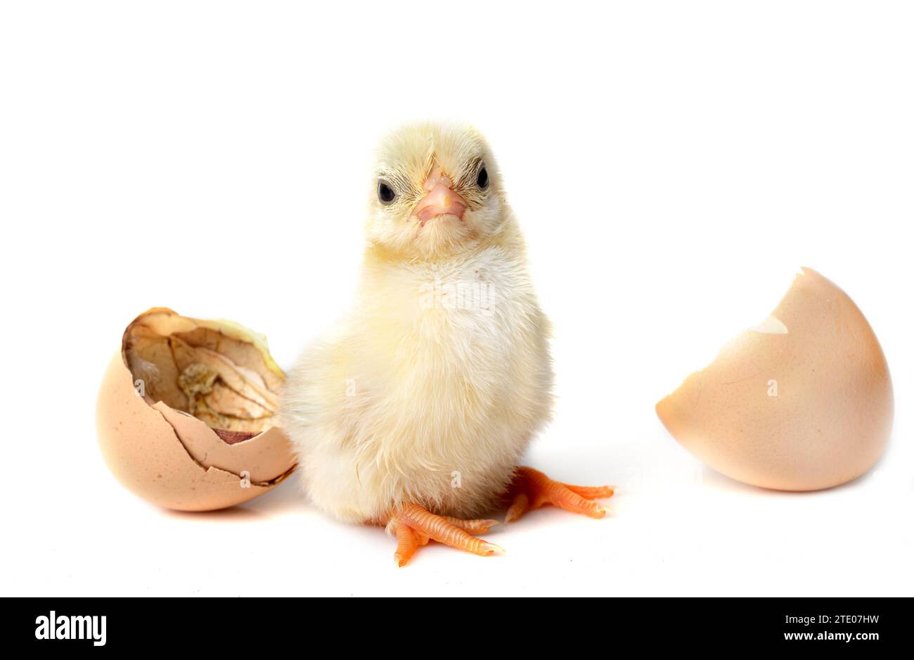 birth of serama chicken  in front of white background Stock Photo