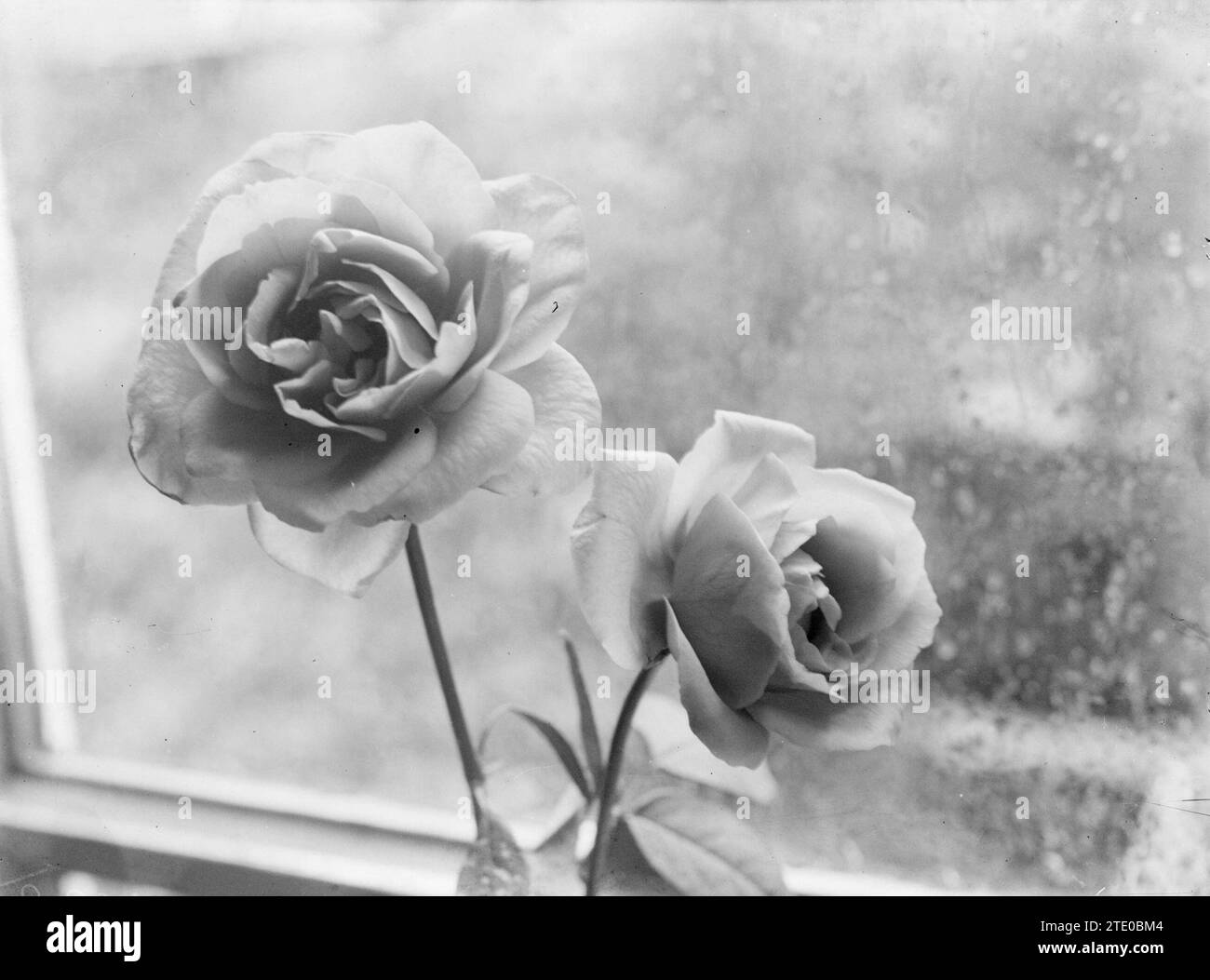 Two Old Dried Roses, One Red and One White - Black and White Photograph –  Keith Dotson Photography