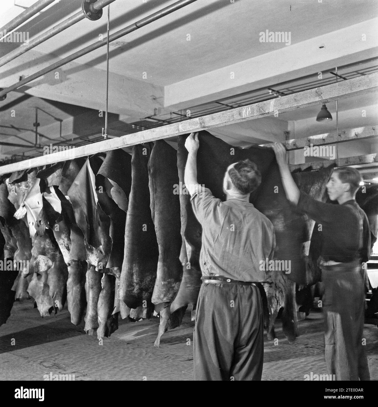 Man at work in a leather and textile manufacturing factory ca. 1945 Stock Photo Alamy
