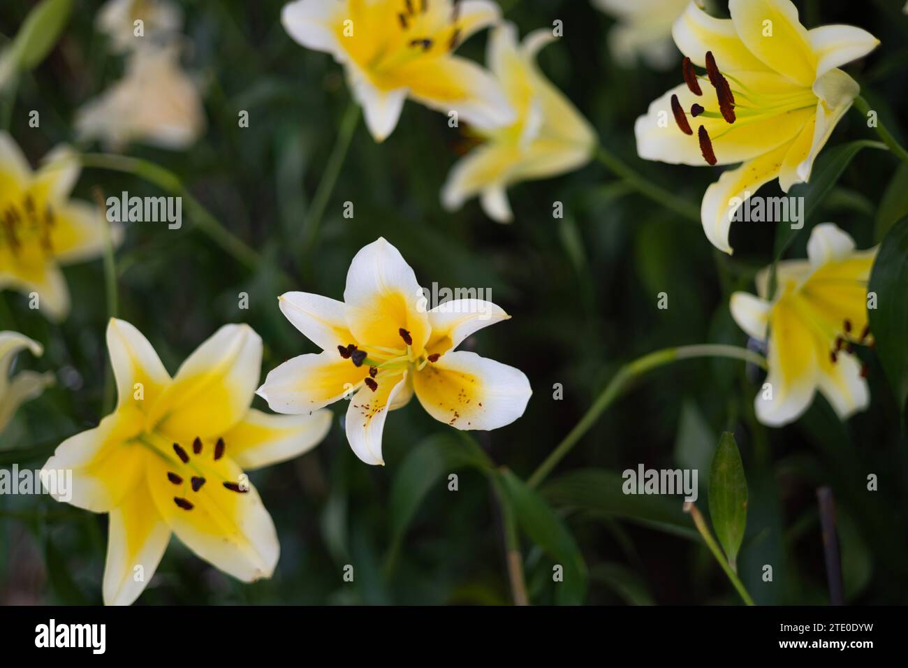 Beautiful white lily in the garden. White lily (Lilium candidum) lit by the sun. Stock Photo