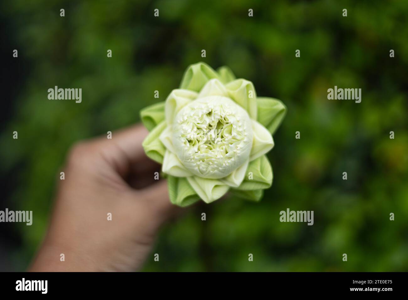 close up of white lotus bud on hand background. Folding white lotus petal on Hand, Thai traditional style. Stock Photo