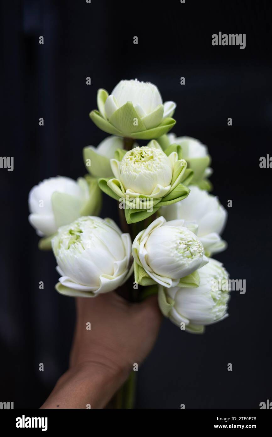 close up, many of white lotus bud in hand. Folding white lotus petal on wooden table, Thai traditional style. Stock Photo
